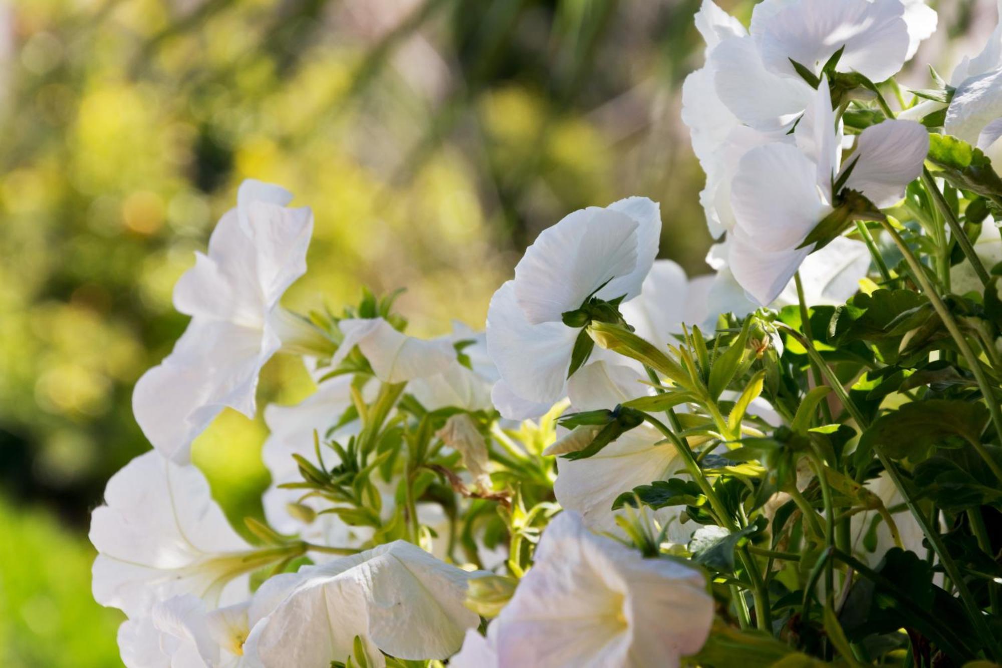 Hotel Can Roses Sóller Eksteriør bilde
