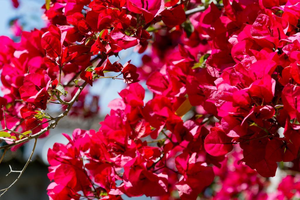 Hotel Can Roses Sóller Eksteriør bilde